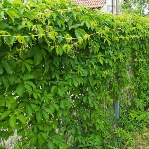 Virginia Creeper (five-lobed) Troki