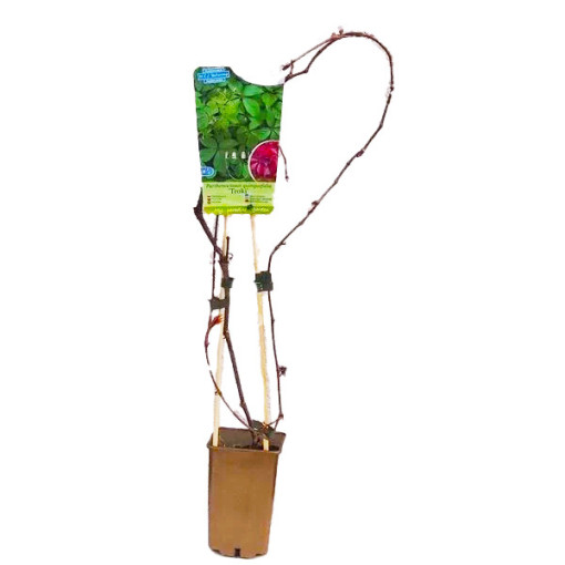 Virginia Creeper (five-lobed) Troki