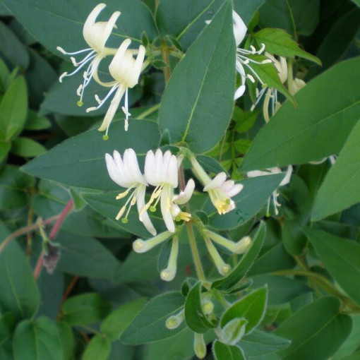Honeysuckle Sharp-tipped EVERGREEN 2L pot