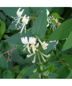 Honeysuckle Sharp-tipped EVERGREEN 2L pot