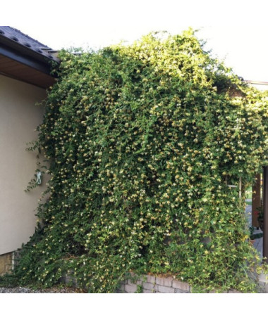 Honeysuckle Sharp-tipped EVERGREEN 2L pot