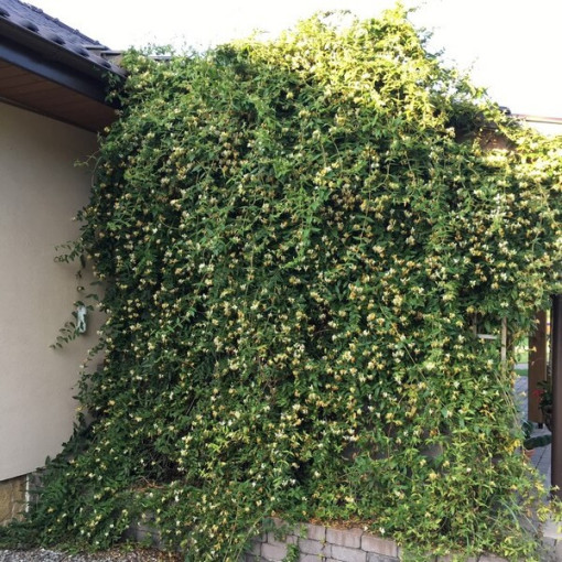 Honeysuckle Sharp-tipped EVERGREEN 2L pot