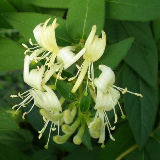 Honeysuckle Sharp-tipped EVERGREEN 2L pot