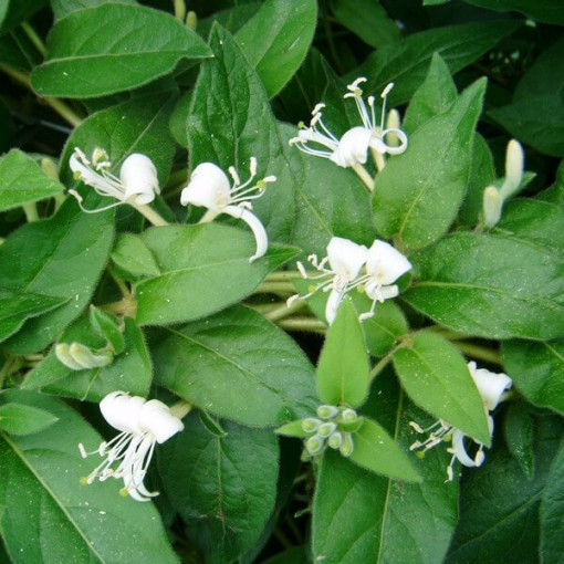 Honeysuckle sharp-tipped EVERGREEN