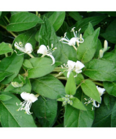Honeysuckle sharp-tipped EVERGREEN
