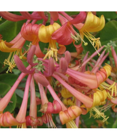 Tellman's Honeysuckle FRAGRANT pot, 4L