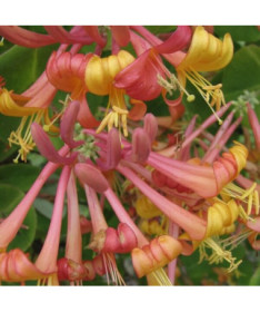 Tellman's Honeysuckle FRAGRANT pot, 4L