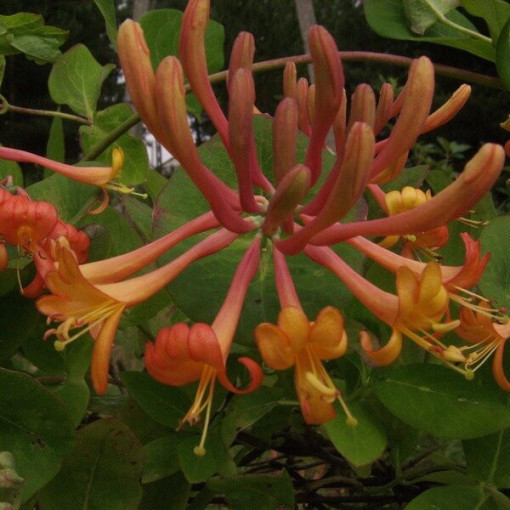 Tellman's Honeysuckle FRAGRANT pot, 4L