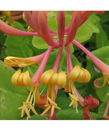 Tellman's Honeysuckle FRAGRANT pot, 2L