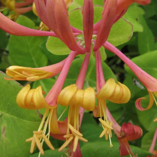 Tellman's Honeysuckle FRAGRANT pot, 2L