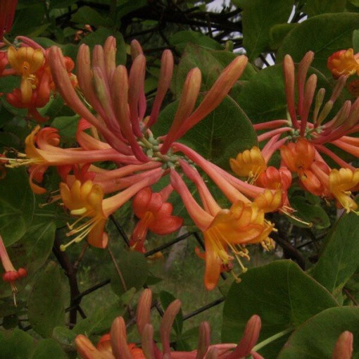 Tellman's Honeysuckle FRAGRANT pot, 2L