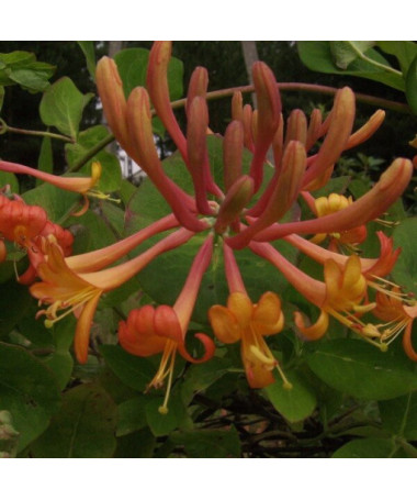 Honeysuckle Tellmann's FRAGRANT