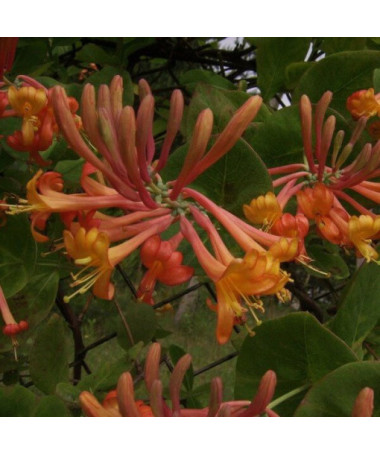 Honeysuckle Tellmann's FRAGRANT
