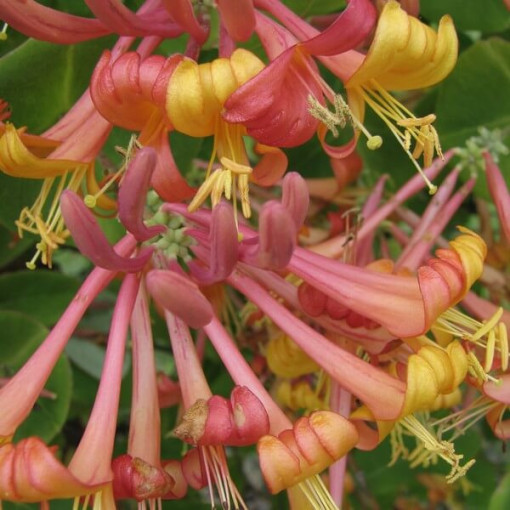 Honeysuckle Tellmann's FRAGRANT