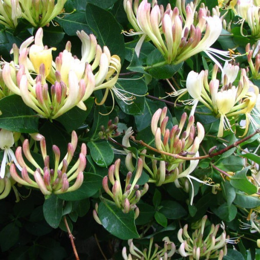 Honeysuckle Przewiercień FRAGRANT pot, 2l