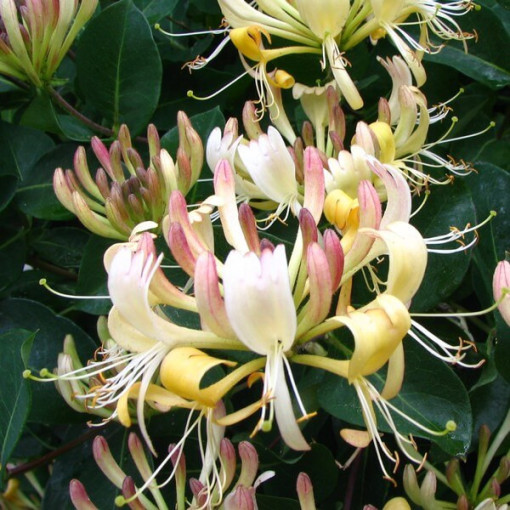 Honeysuckle Przewiercień FRAGRANT