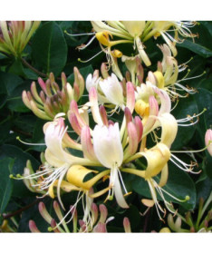 Honeysuckle Przewiercień FRAGRANT