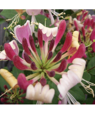 Coastal Honeysuckle Serotina FRAGRANT pot, 2L