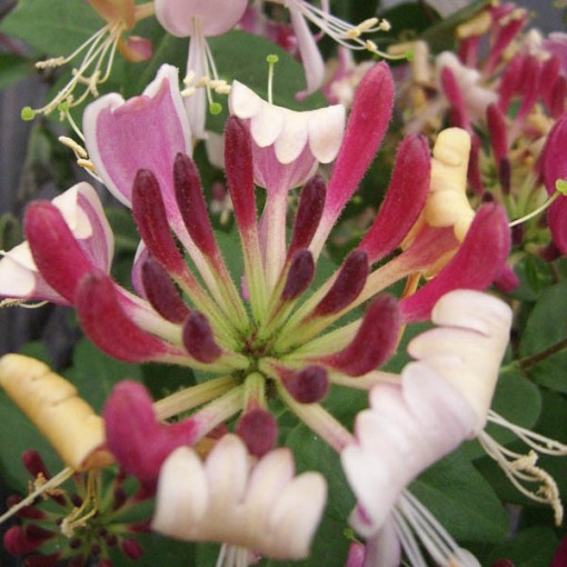 Coastal Honeysuckle Serotina FRAGRANT pot, 2L