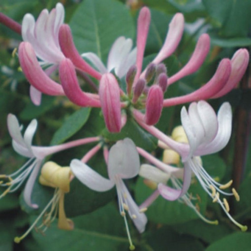 Coastal Honeysuckle Serotina FRAGRANT pot, 2L