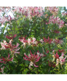 Honeysuckle 'Serotina' Fragrant, 4L pot