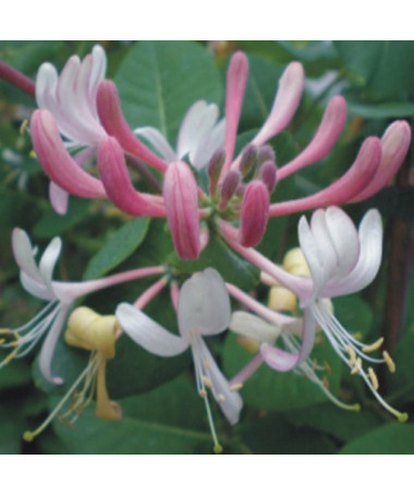 Honeysuckle 'Serotina' Fragrant, 4L pot