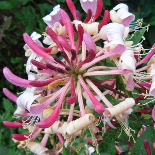 Honeysuckle 'Serotina' Fragrant, 4L pot