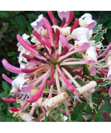 Honeysuckle 'Serotina' Fragrant
