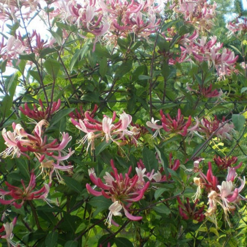 Honeysuckle 'Serotina' Fragrant