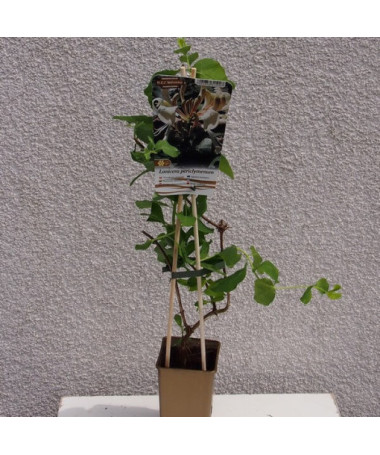 Fragrant Honeysuckle 'Pomorski' pot, 2L