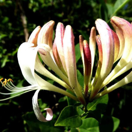 Fragrant Coastal Honeysuckle