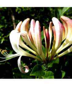 Fragrant Coastal Honeysuckle