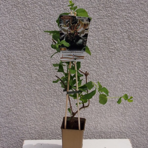 Fragrant Coastal Honeysuckle