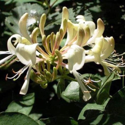 Fragrant Coastal Honeysuckle