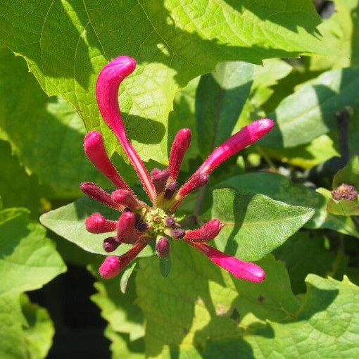 Honeysuckle Pomeranian 'Nowa Serotina' pot, 4L
