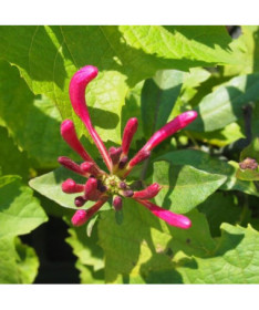 Honeysuckle Pomeranian 'Nowa Serotina' pot, 4L