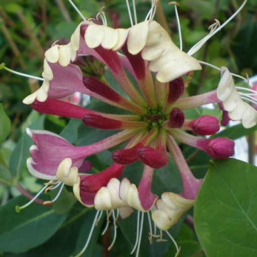 Honeysuckle Pomeranian 'Nowa Serotina' pot, 4L