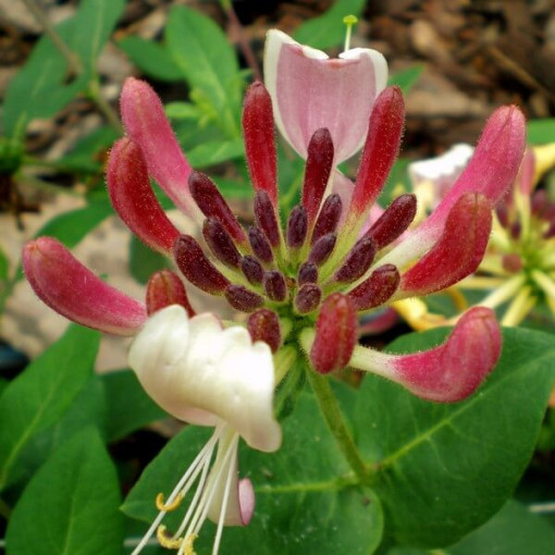 Honeysuckle Pomeranian 'Nowa Serotina' pot, 4L