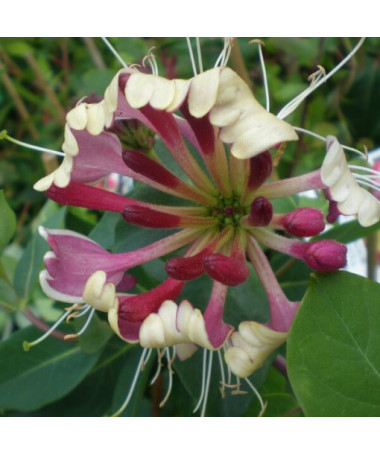 Pomeranian Honeysuckle 'Nova Serotina' 2L pot