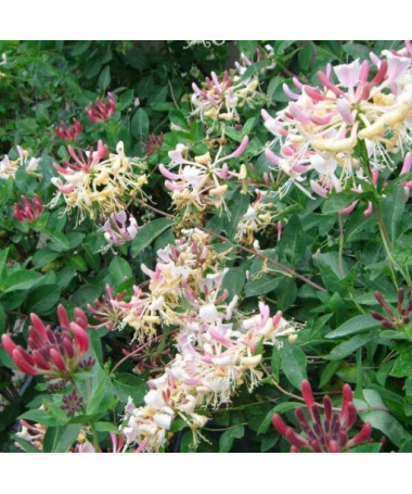 Pomeranian Honeysuckle 'Nova Serotina' 2L pot