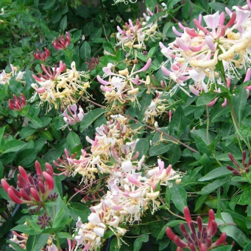 Pomeranian Honeysuckle 'Nova Serotina' 2L pot