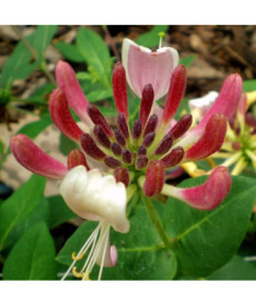 Honeysuckle 'Nova Serotina'