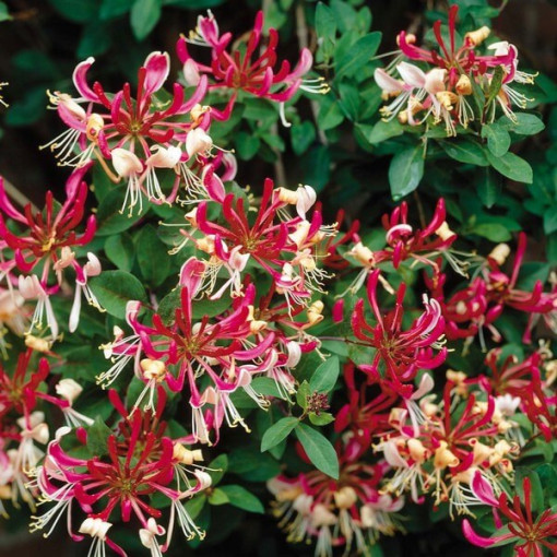 Honeysuckle 'Belgica' FROST-RESISTANT pot, 2L