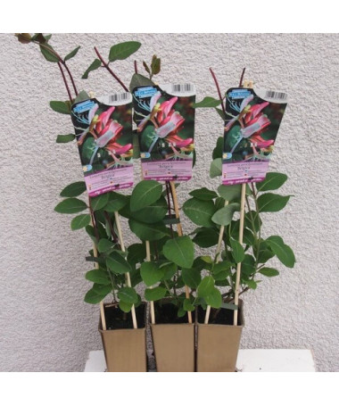 Honeysuckle 'Belgica' FROST-RESISTANT pot, 2L