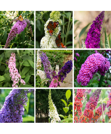 Set of 5 pcs - Buddleia in P9/C1 pots