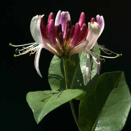 Honeysuckle 'Belgica' FROST-RESISTANT