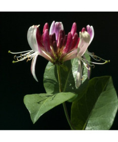 Honeysuckle 'Belgica' FROST-RESISTANT