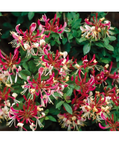 Honeysuckle 'Belgica' FROST-RESISTANT