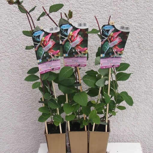 Honeysuckle 'Belgica' FROST-RESISTANT
