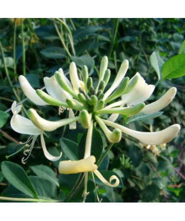 Honeysuckle 'Graham Thomas' fragrant, 4L pot